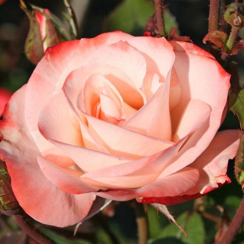 Rozen bestellen en bezorgen - floribunda roos - wit - rood - Rosa Auf die Freundschaft ® - zacht geurende roos - Tim Hermann Kordes  - -